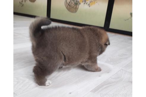 販売中の秋田県の柴犬-396402の5枚目